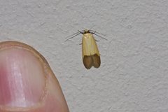 Tachystola stenoptera