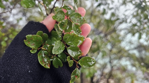 Nothofagus × apiculata (Nothofagus × apiculata)