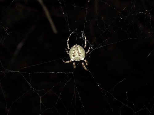 Giant Lichen Orbweaver photo 5