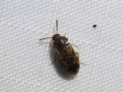 Mycetophagus pluripunctatus