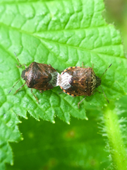 Cosmopepla intergressa