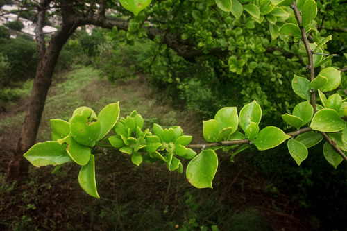 Leuenbergeria guamacho (Leuenbergeria guamacho)