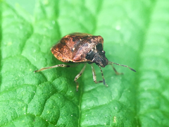 Cosmopepla intergressa
