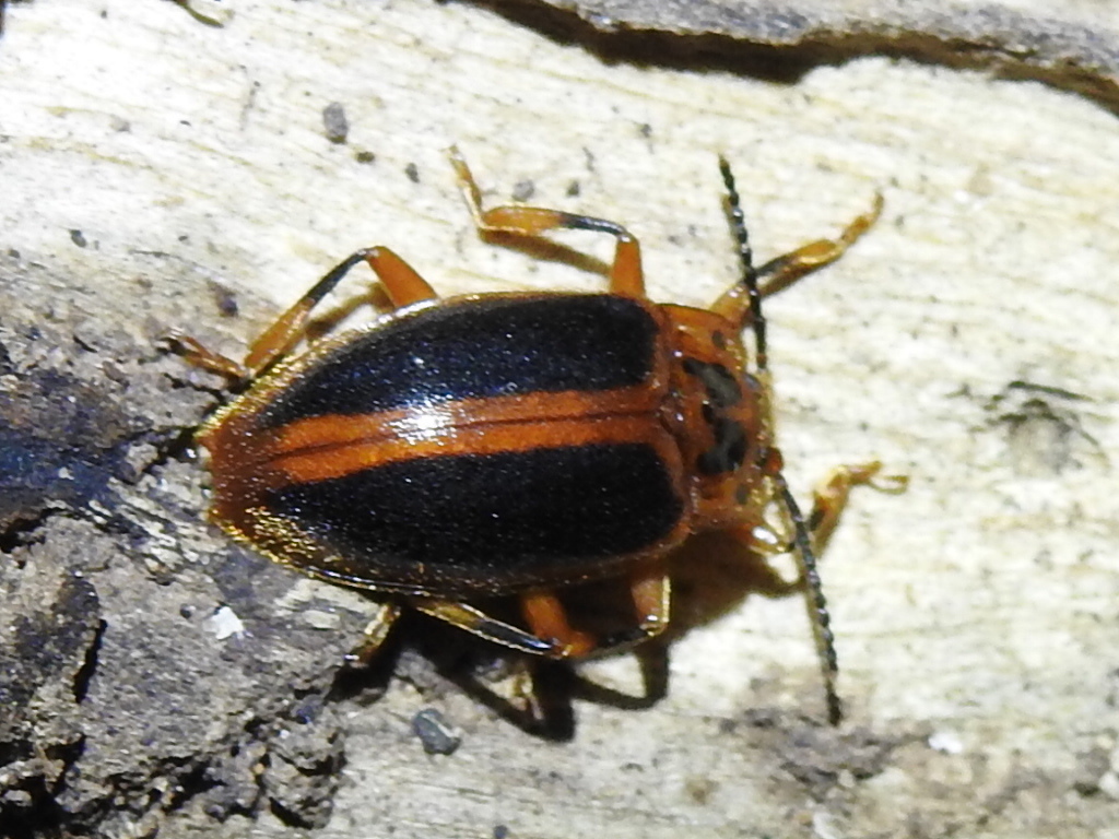 Epipocus cinctus
