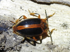 Epipocus cinctus