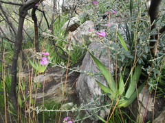 Podalyria burchellii