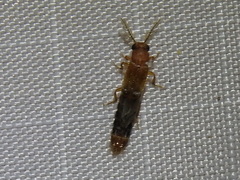 Distremocephalus texanus