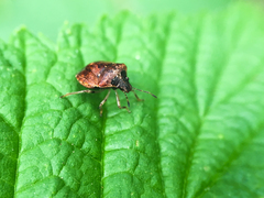 Cosmopepla intergressa