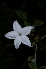 False heather (Bremeria)