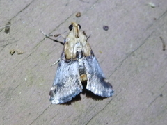 Cacozelia basiochrealis