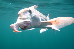 Callorhinchus callorynchus