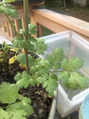 Petroselinum crispum