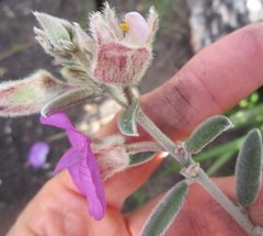 Podalyria burchellii