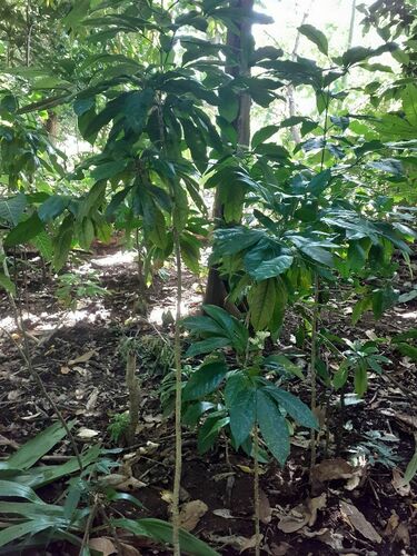 Euodia hortensis observed 2024-05-13