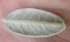 Podalyria burchellii