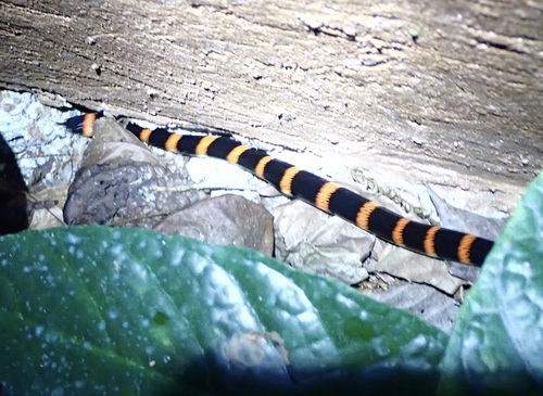 Black Halloween Snake