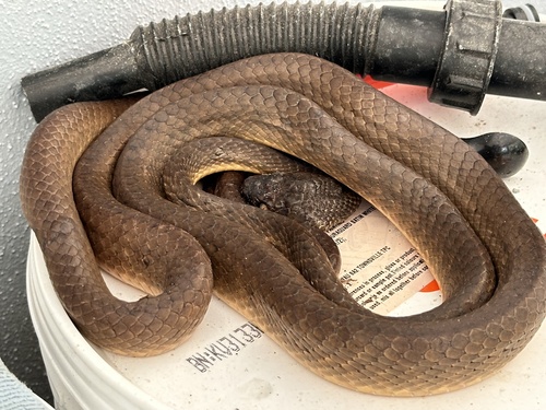 Brown Tree Snake sighting