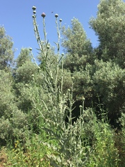 Onopordum cynarocephalum