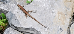 Podarcis muralis