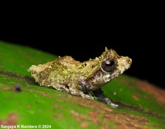Sri Lanka Short-Horned Shrub-Frog photo 2