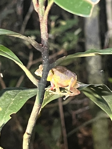 Belly-spotted Treefrog, Kurixalus baliogaster