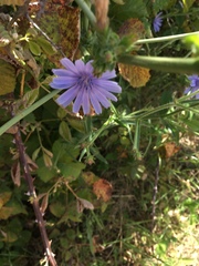 Cichorium endivia