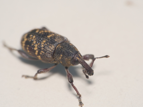 Pine weevil