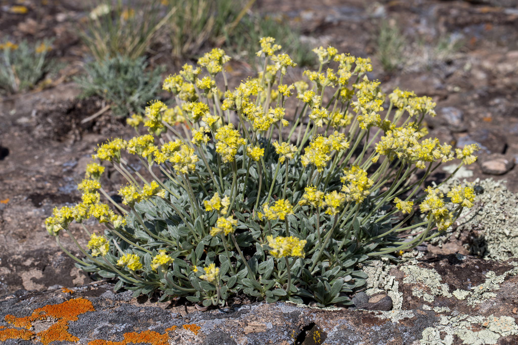 Eriogonum lachnogynum var. lachnogynum