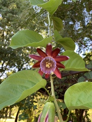 Passiflora alata