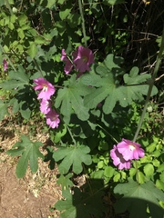 Alcea dissecta