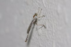 Leptogaster