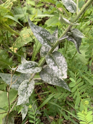 Erysiphe radulescui