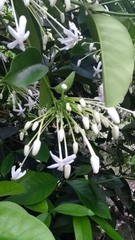 Posoqueria