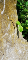 Podarcis muralis