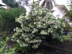Posoqueria