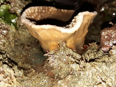 Duncanopsammia peltata