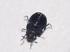 Plagiodera versicolora