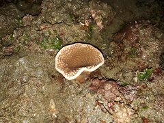 Duncanopsammia peltata