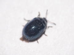 Plagiodera versicolora