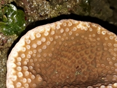 Duncanopsammia peltata