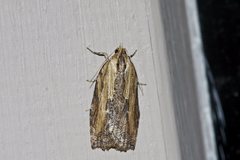 Cryptoptila immersana