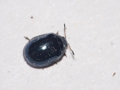 Plagiodera versicolora