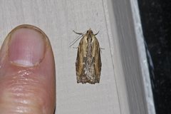 Cryptoptila immersana