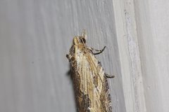 Cryptoptila immersana