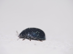 Plagiodera versicolora