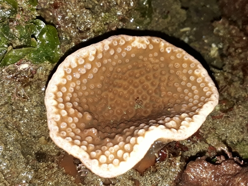 Turbinaria in life