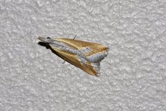 Arotrophora arcuatalis