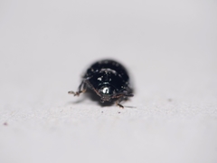 Plagiodera versicolora
