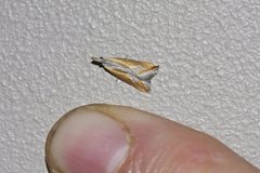 Arotrophora arcuatalis