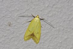 Aeolothapsa malacella